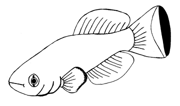Nothobranchius symposium 2020
